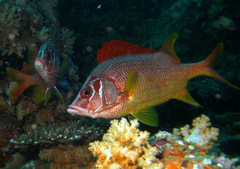 Sargocentron spiniferum