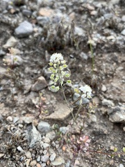 Thysanocarpus conchuliferus