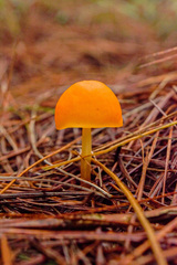 Hymenogloea papyracea