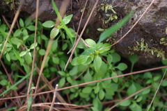 Moehringia trinervia
