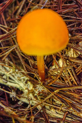 Hymenogloea papyracea