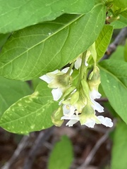Oemleria cerasiformis