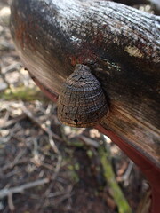 Phellinus arctostaphyli
