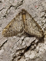 Alsophila aescularia