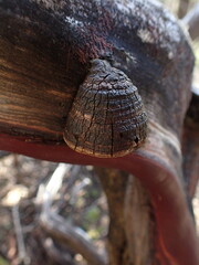 Phellinus arctostaphyli
