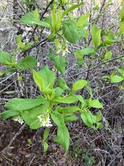 Oemleria cerasiformis