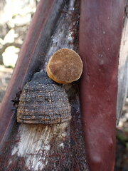 Phellinus arctostaphyli