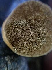 Phellinus arctostaphyli