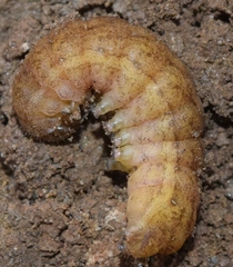 Phlogophora meticulosa