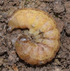 Phlogophora meticulosa