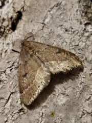 Theria rupicapraria