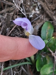 Crocus carpetanus
