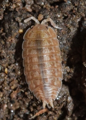 Lucasius pallidus