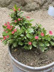 Euphorbia milii