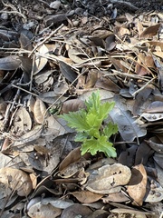 Conoclinium dissectum