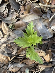 Conoclinium dissectum