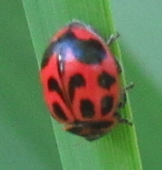 Neoharmonia venusta