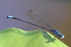Acanthagrion trilobatum