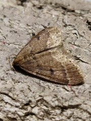 Theria rupicapraria