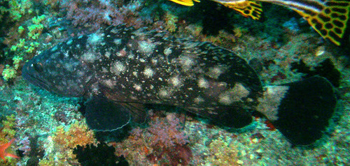 Whitespotted Grouper