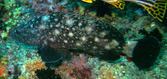 Epinephelus coeruleopunctatus