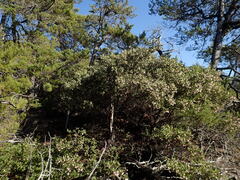 Arctostaphylos bakeri bakeri