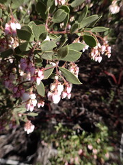 Arctostaphylos bakeri bakeri