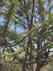 Crescentia cujete