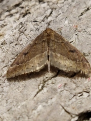 Theria rupicapraria