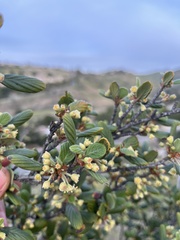 Cercocarpus betuloides betuloides