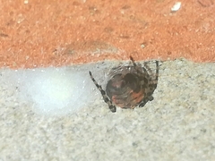 Alpaida gallardoi