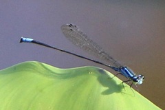 Acanthagrion trilobatum