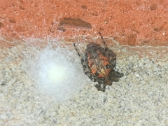 Alpaida gallardoi