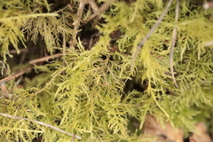 Thuidium tamariscinum