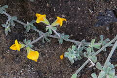 Lotus kunkelii