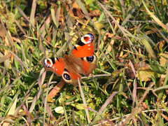 Aglais io