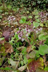 Petasites pyrenaicus