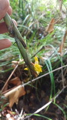 Ischnosiphon obliquus