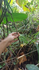 Ischnosiphon obliquus