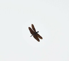 Rhyothemis aterrima