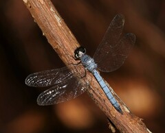 Tyriobapta kuekenthali