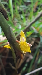 Ischnosiphon obliquus