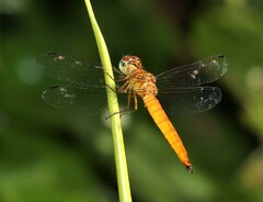 Orchithemis pulcherrima