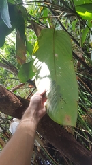 Ischnosiphon obliquus