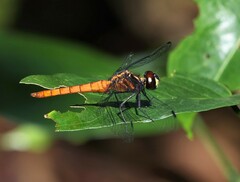 Lyriothemis cleis