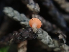 Pseudopithyella minuscula