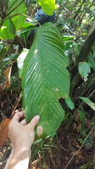 Ischnosiphon obliquus