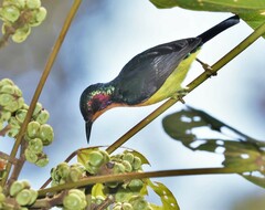 Chalcoparia singalensis