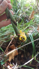 Ischnosiphon obliquus