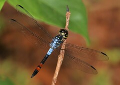Agrionoptera sexlineata